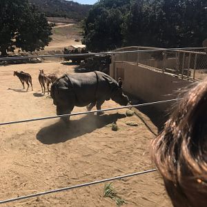 San Diego zoo Safari Park-Indian rhino