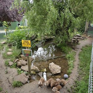 Asian Short-clawed Otter enclosure