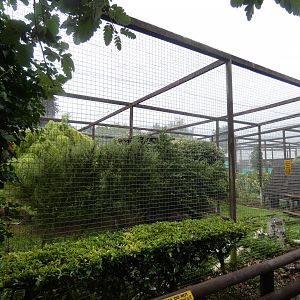 Former Cat enclosure (currently holding Bennett's Wallaby)