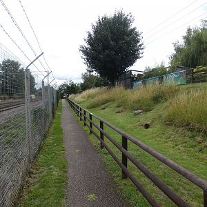 Domestic Rabbit walk-through