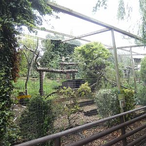 Bengal Eagle Owl aviary