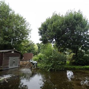 White-lipped Tamarin island