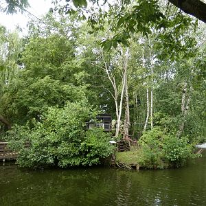 Ring-tailed Lemur island