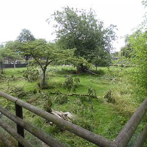 Crested Porcupine enclosure