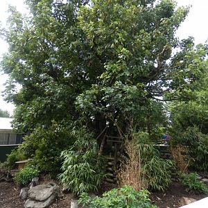 Ring-tailed Coati enclosure