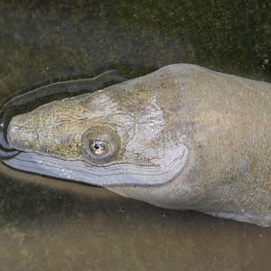 Chinese Softshell Turtle