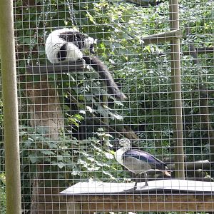 Black-and-white Ruffed Lemur and African Comb Duck
