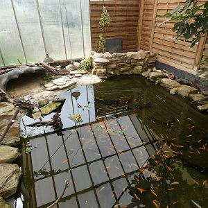 Cuvier's Dwarf Caiman enclosure