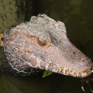 Cuvier's Dwarf Caiman