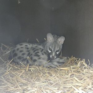 Genet
