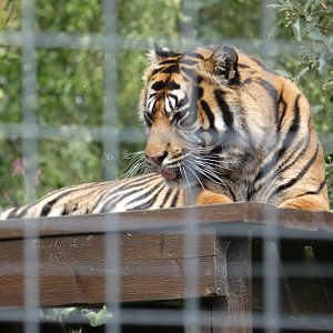 Sumatran Tiger