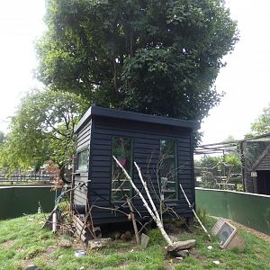 Black-tailed Marmoset and Agouti enclosure