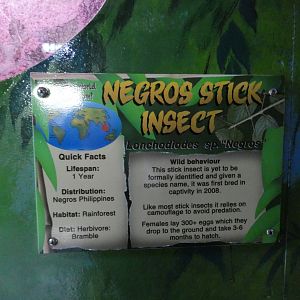 Negros Stick Insect signage