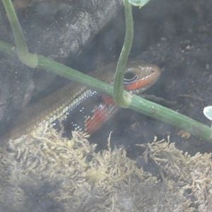 Fire Skink