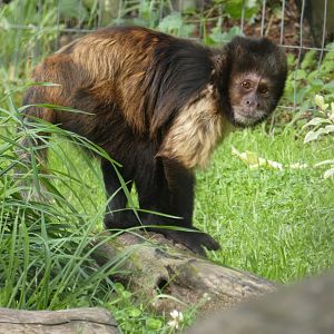 Buffy-headed Capuchin
