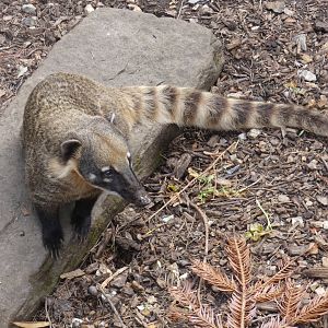 Ring-tailed Coati