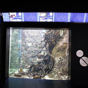 Aquarium South American freshwater fish