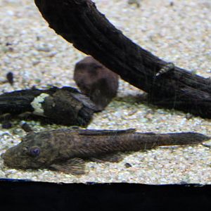 South American catfish ID