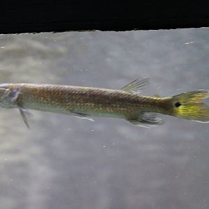 Rocket gar - Ctenolucius hujeta - juvenile
