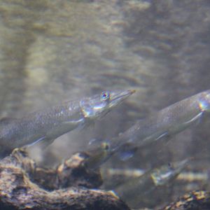 Rocket gar - Ctenolucius hujeta - adults