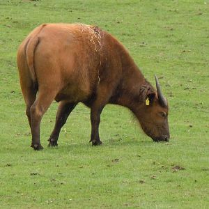 Congo/African Forest Buffalo 130720
