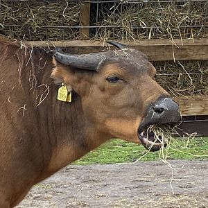 Congo/African Forest Buffalo 130720
