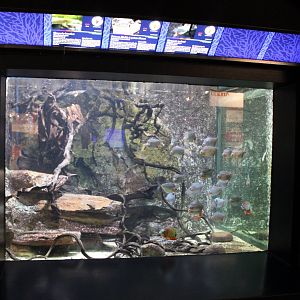 Another South American freshwater tank