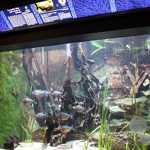Piranha tank