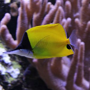 Long-nosed butterflyfish - Forcipiger flavissimus