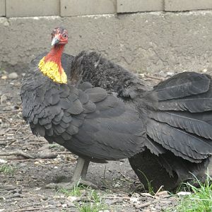 Australian Brush Turkey