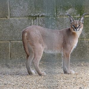South African Caracal