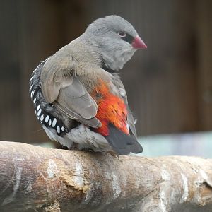 Diamond Firetail