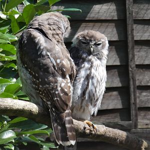 Barking Owl chicks