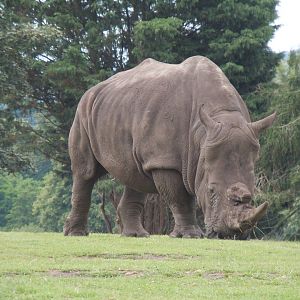 Southern White Rhinoceros 130720