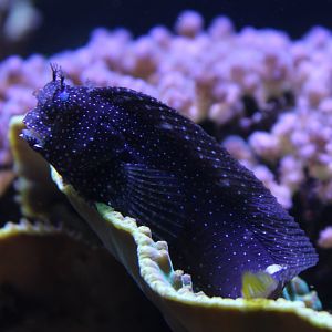 Starry blennie - Salarias ramosus