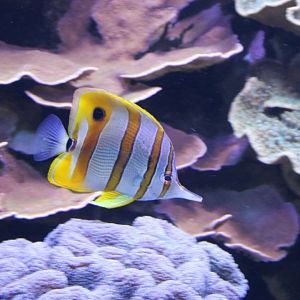 Beaked coralfish - Chelmon rostratus