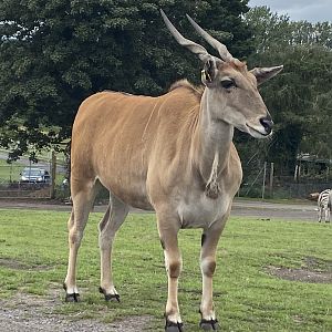 Common Eland 130720