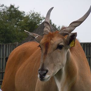 Common Eland 130720
