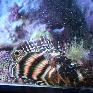 Twospot turkeyfish - Dendrochirus biocellatus