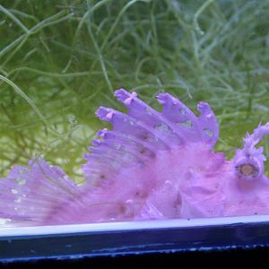 Weedy scorpionfish - Rhinopias frondosa