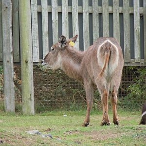 Common/Ellipsen Waterbuck 130720