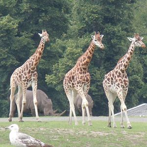 Giraffes 130720