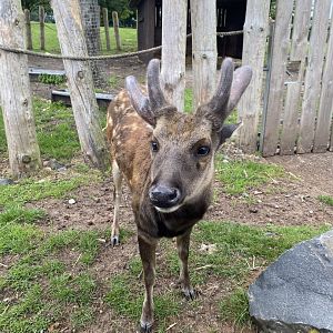 Visayan Spotted Deer 130720