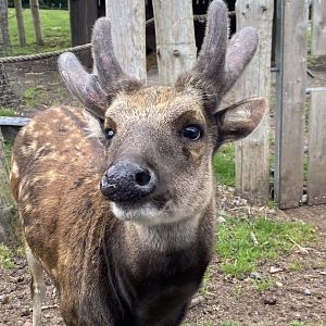 Visayan Spotted Deer 130720