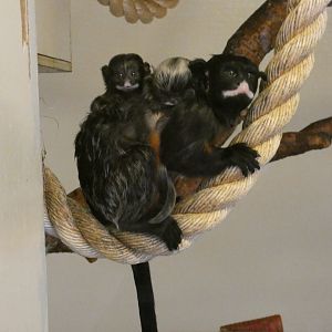 Red-bellied Tamarin