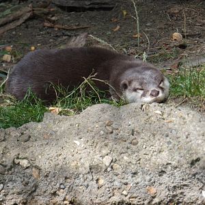 Asian Short-clawed Otter