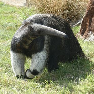 Giant Anteater