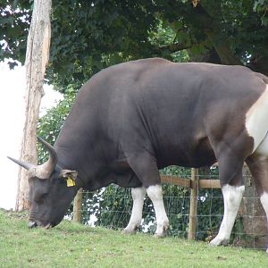 Javan Banteng 130720