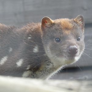 Tiger Quoll