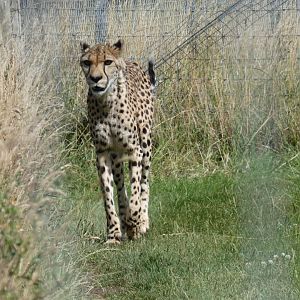 Southern Cheetah